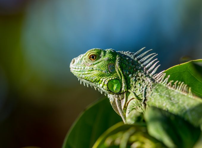 Wallpaper iguana, green, Animals 4831416975